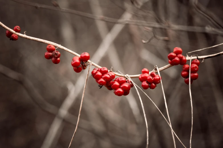 red berries are hanging from a tree nch