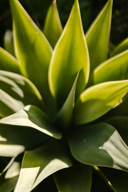 a closeup s of a plant in the shade