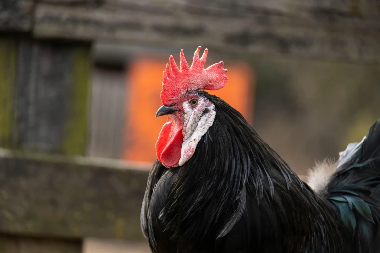 a black rooster with a red crest is standing by a fence