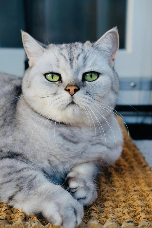 an image of a cat laying on a carpet