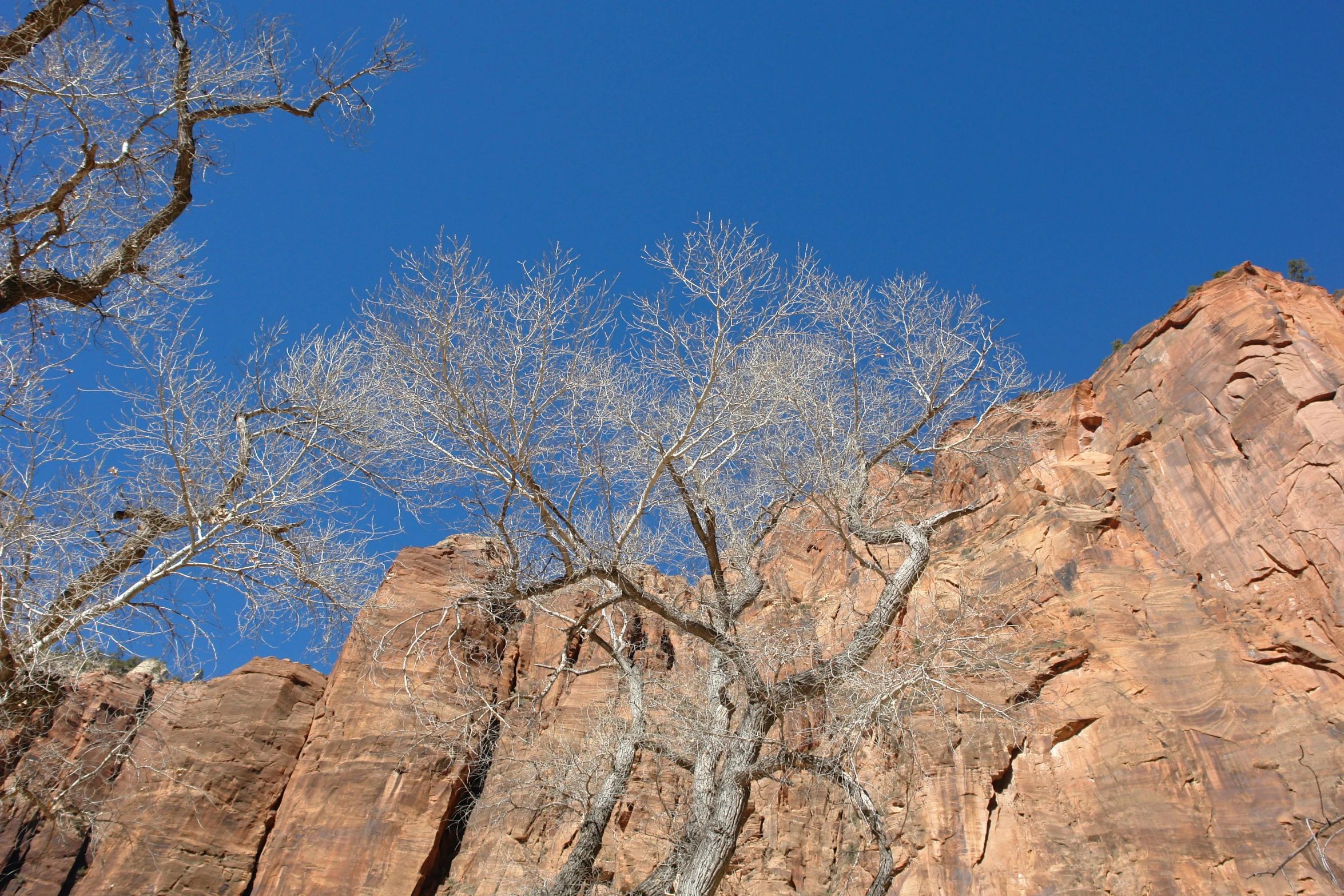 a single white tree with no leaves is in front of a huge red rock