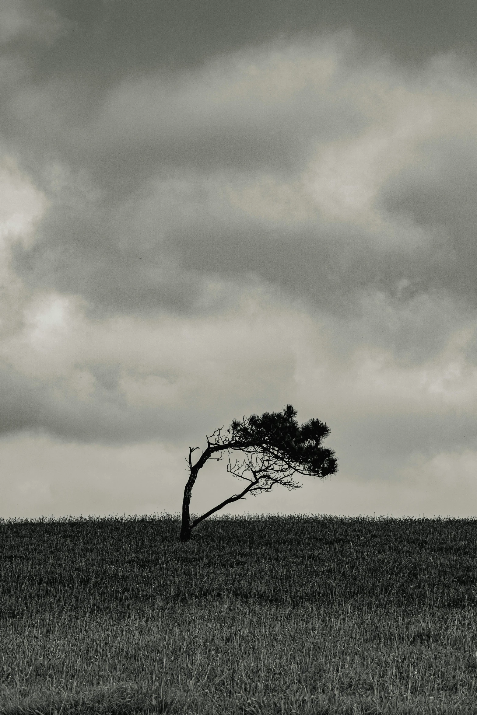 the lone tree is on the edge of the field