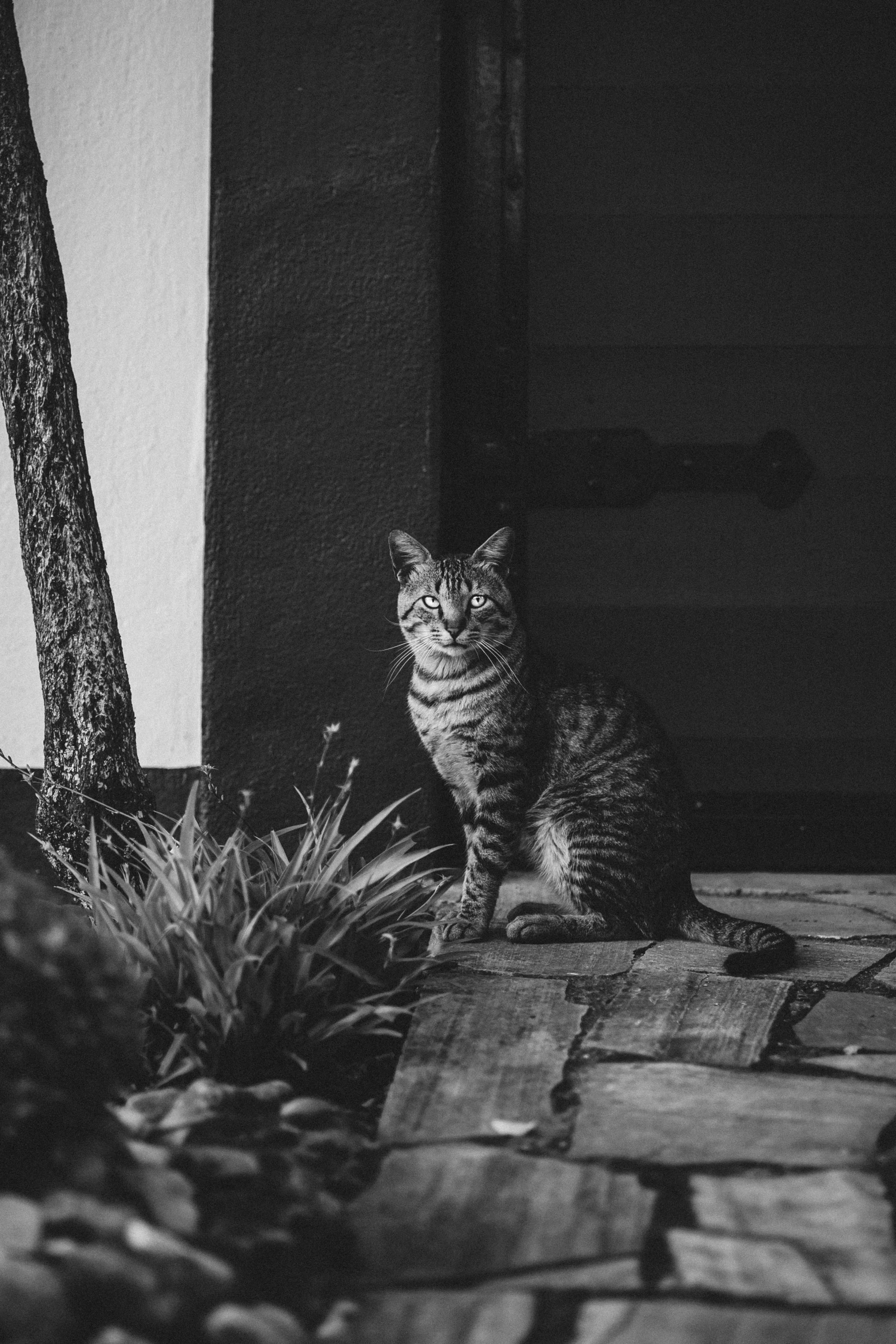 a small cat sitting next to a pineapple tree