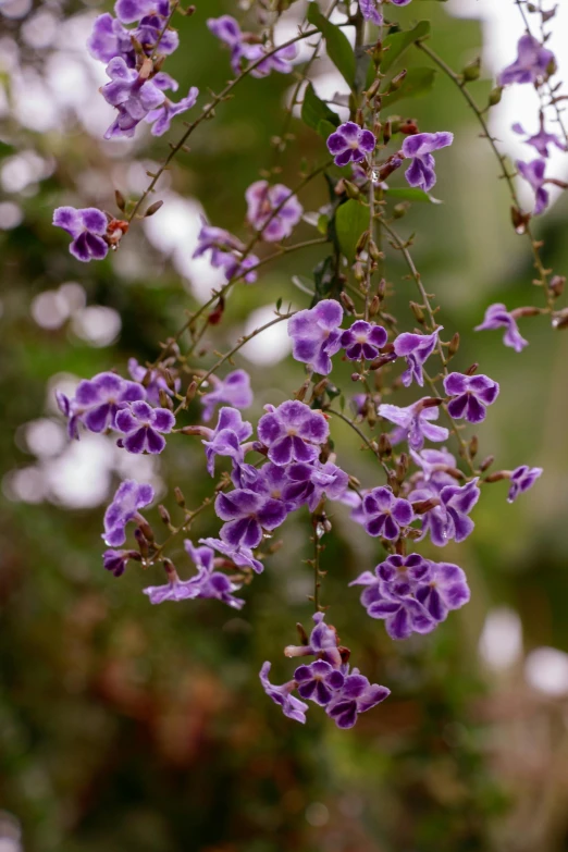 purple flowers hanging from a tree nch in the rain