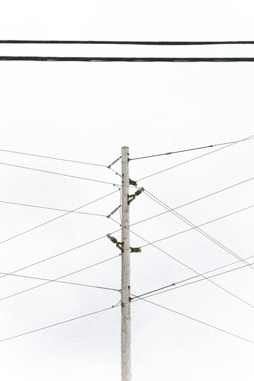 telephone poles against a white sky with power lines