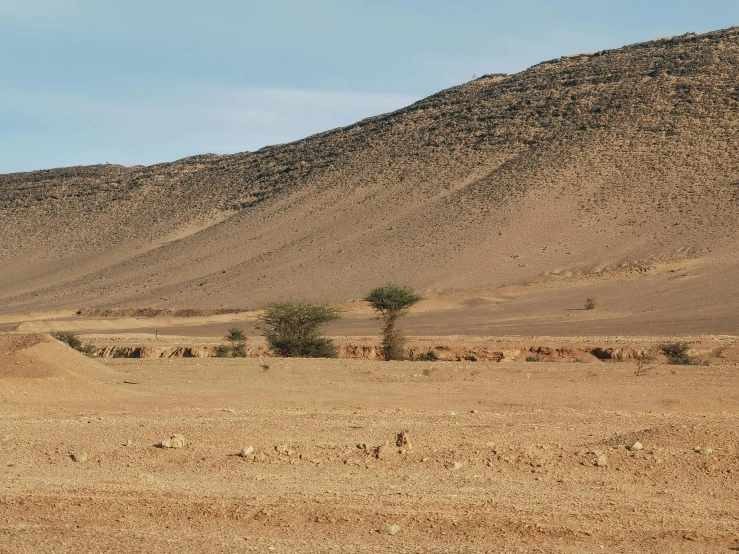 a field that has animals walking in the dirt