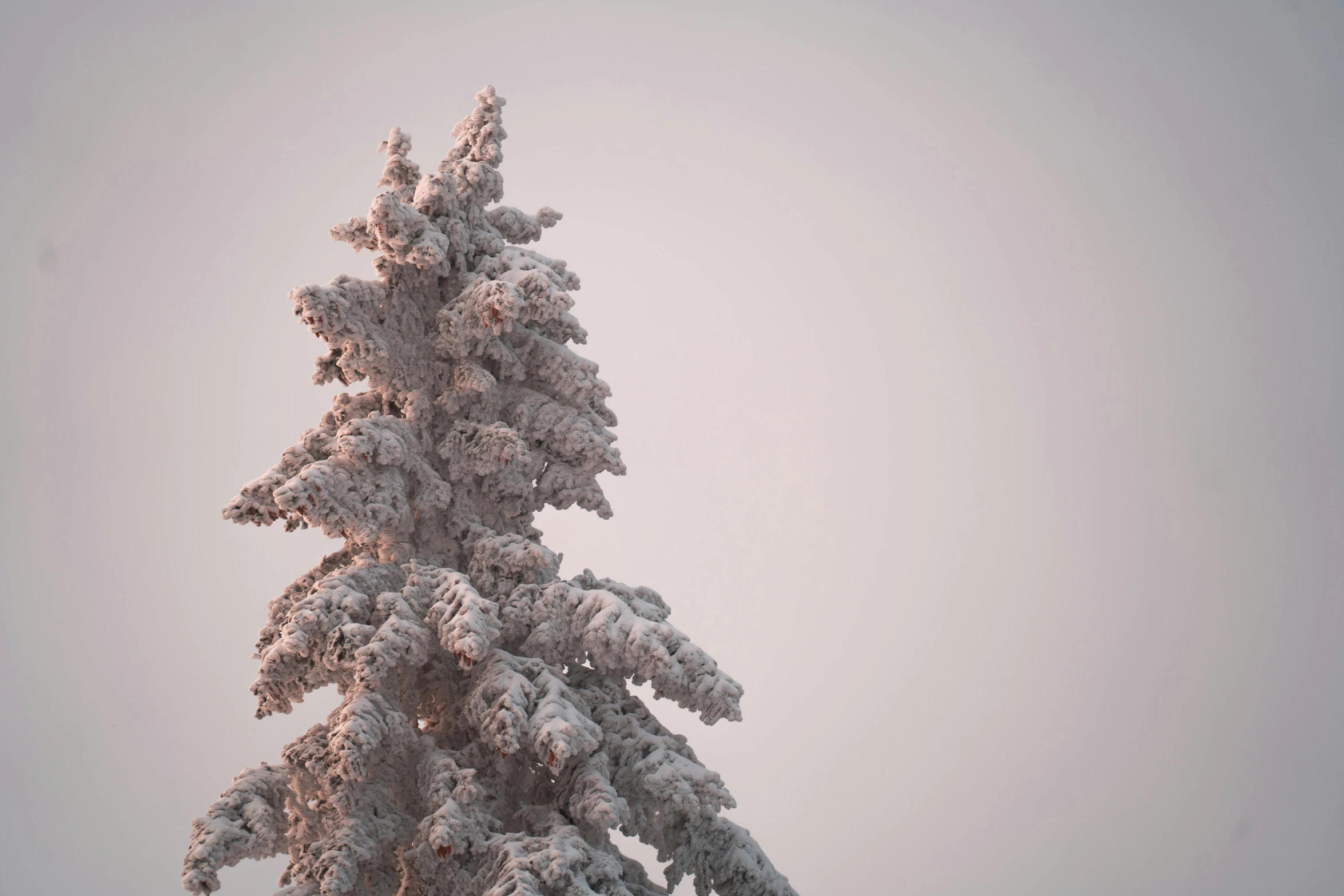 the snow covered pine tree with bird perched on the top