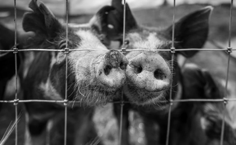 a black and white po of pigs in a pen