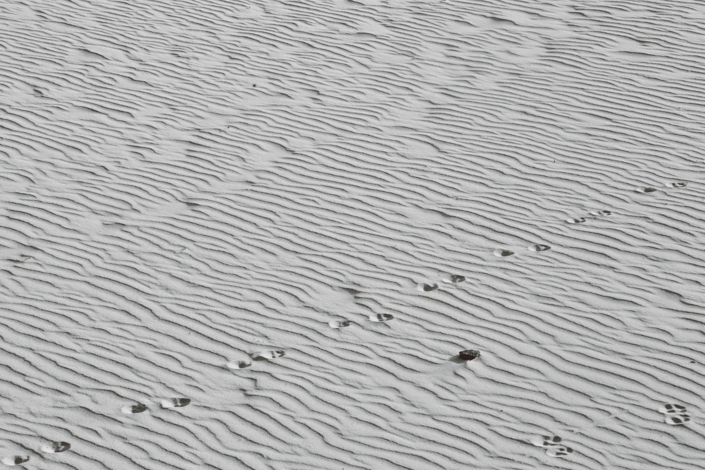 a couple of birds are walking along a beach