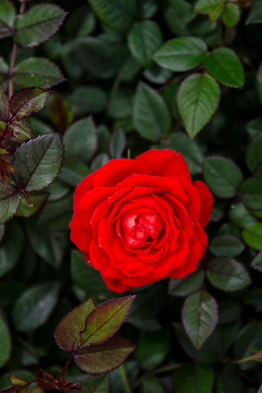 the rose is red in color, and has many green leaves