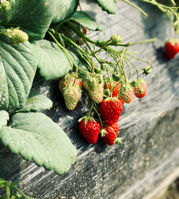 a group of strawberries growing on the side of a log