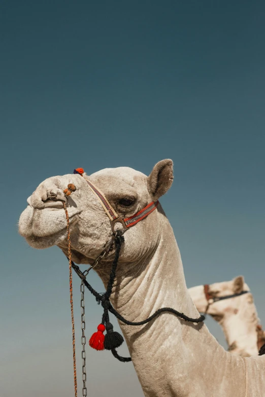 the head of a camel that has been decorated