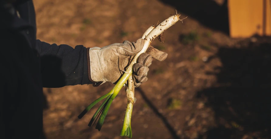 a person holding onto soing that looks like a nch with two green leaves