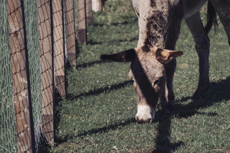 the cow is standing near the fence eating grass