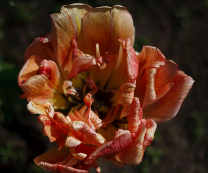 closeup of a peach colored flower with large petals