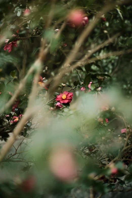 an old pink flower with red petals surrounded by leaves