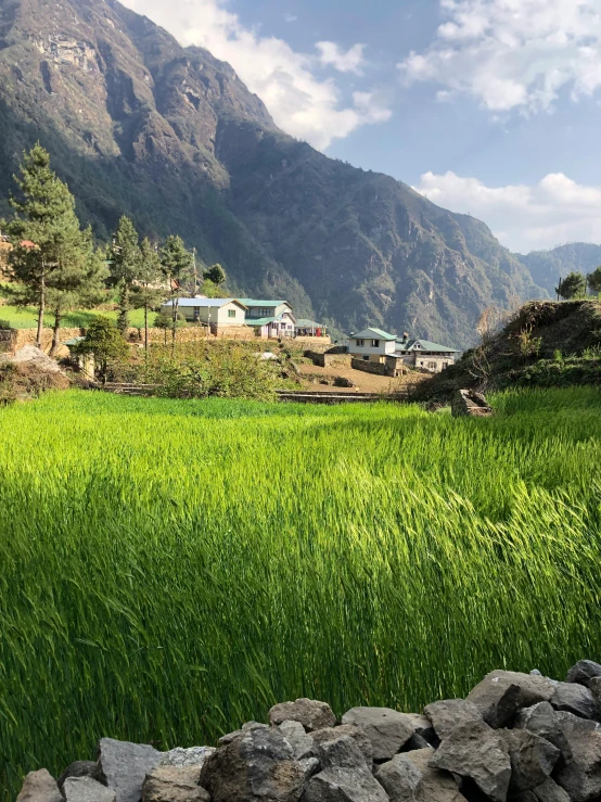 green grass growing in a rocky meadow with mountains behind