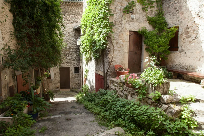 an alley with a bunch of plants growing on it