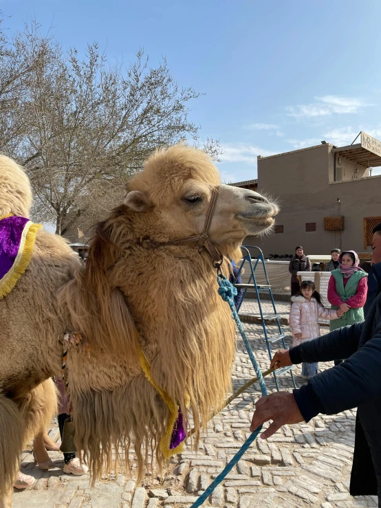 a man in blue jacket with two small camels