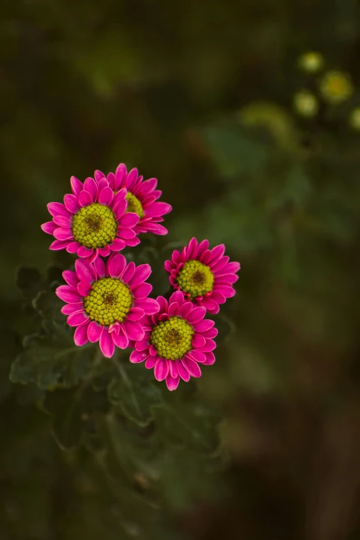 some pretty pink flowers sitting on top of a green plant