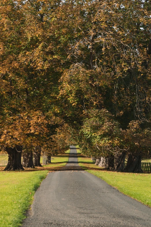 a paved road with benches under some trees