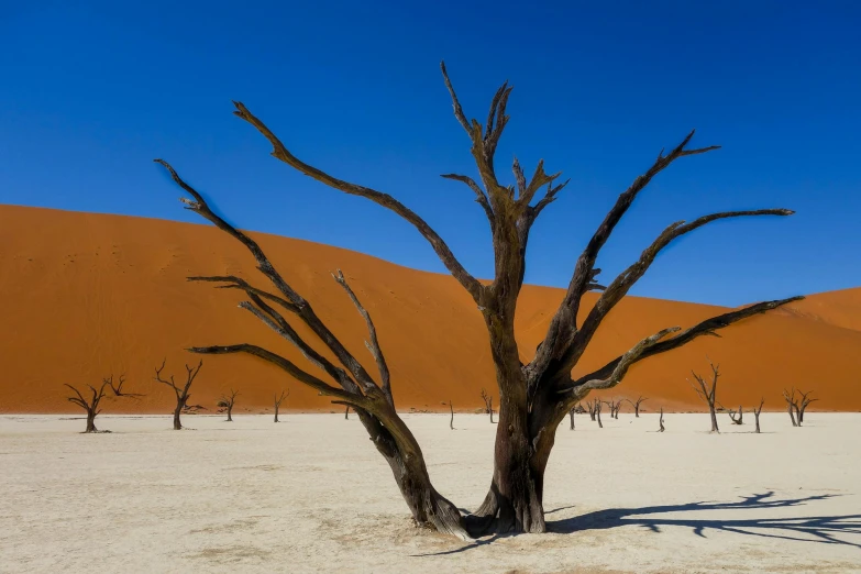 there are two dead trees in a desert
