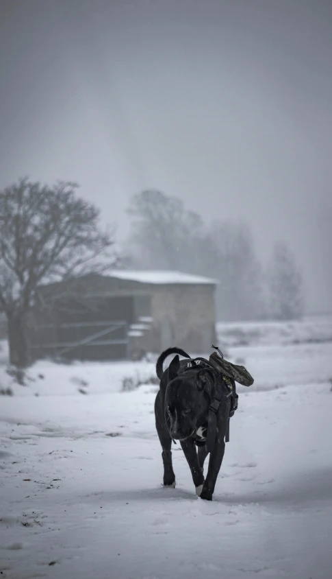 dog running in the snow carrying a bag