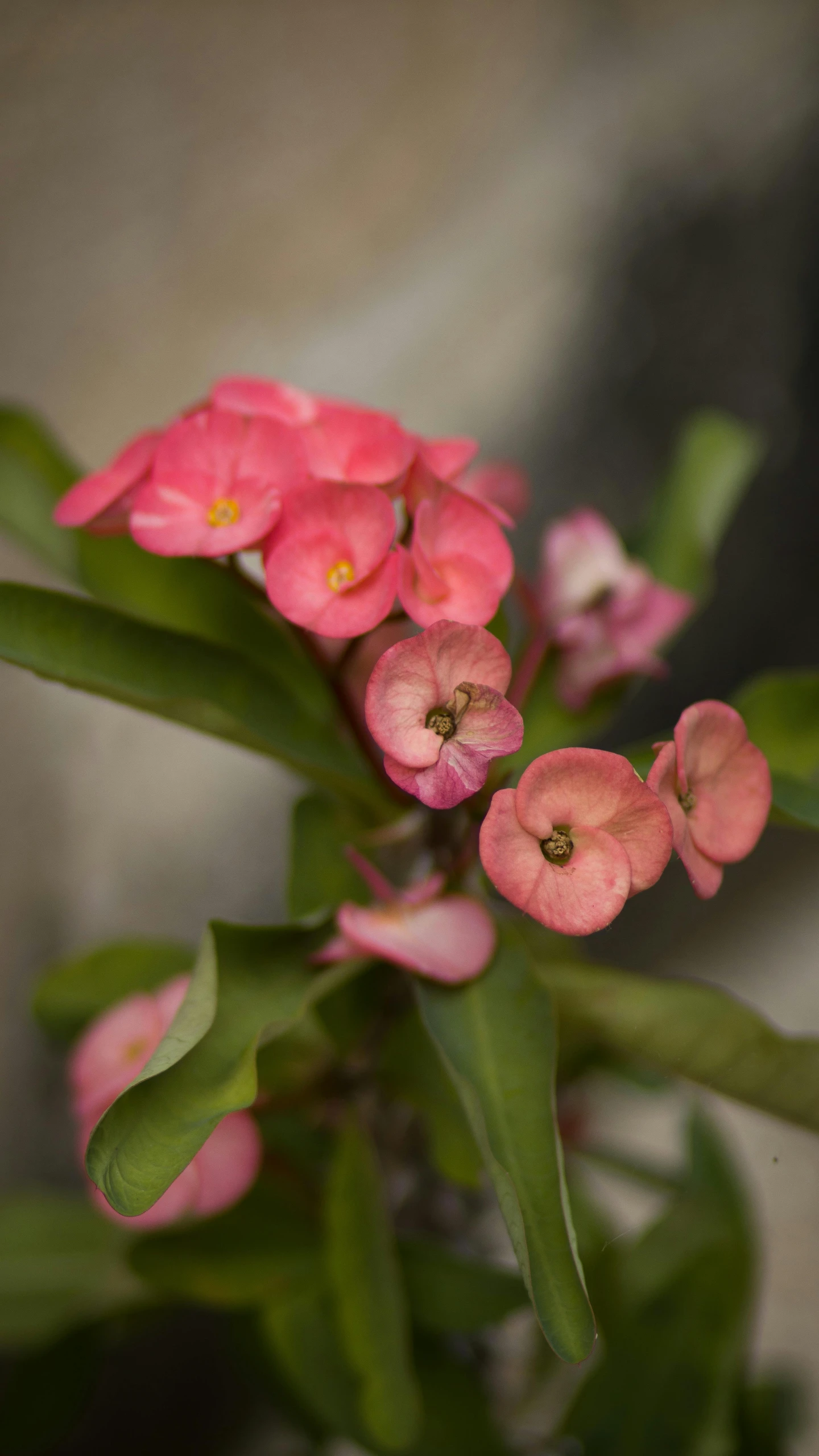 the pink flowers have green leaves on them