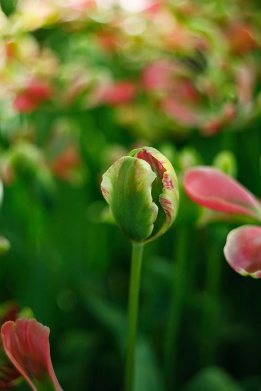 an unoccupied flower sitting among other flowers