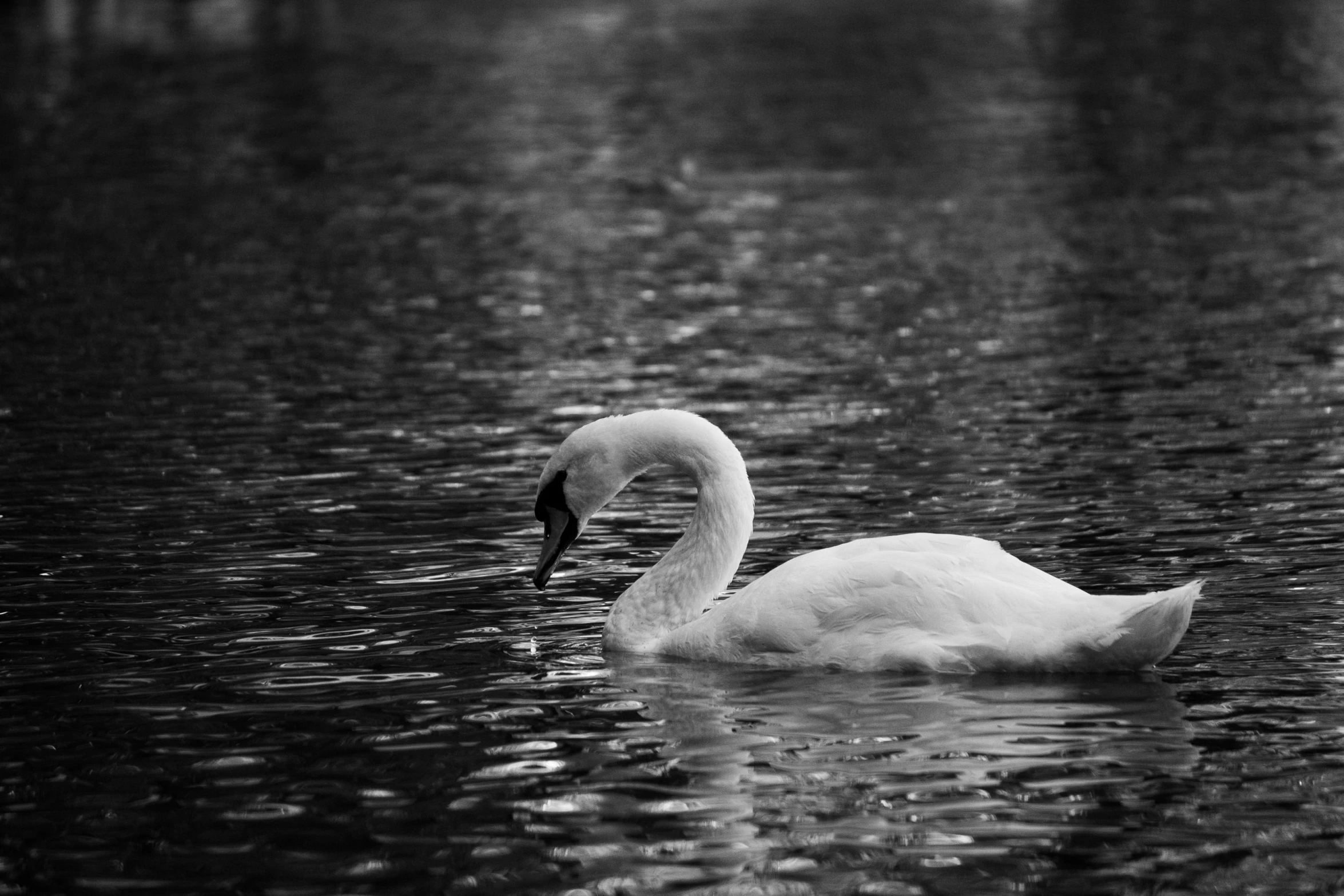 an swan is swimming alone in the lake