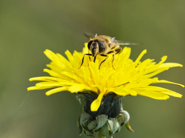 a bee sitting on the end of a yellow flower