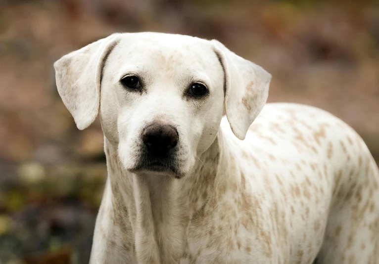 a white spotted dog standing in a wooded area