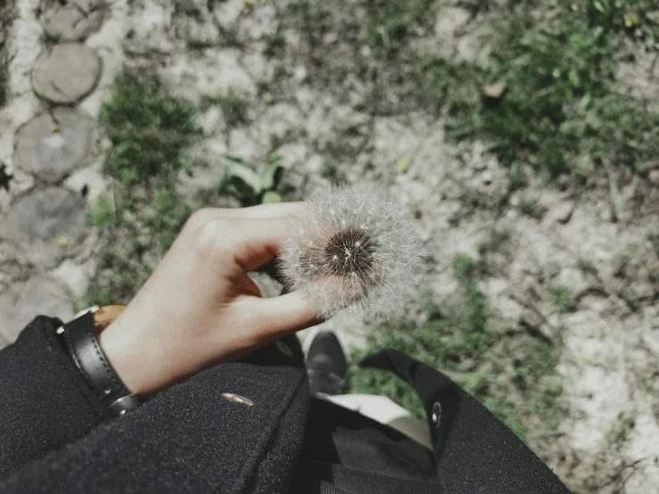 a hand holding onto a dandelion seed in the air