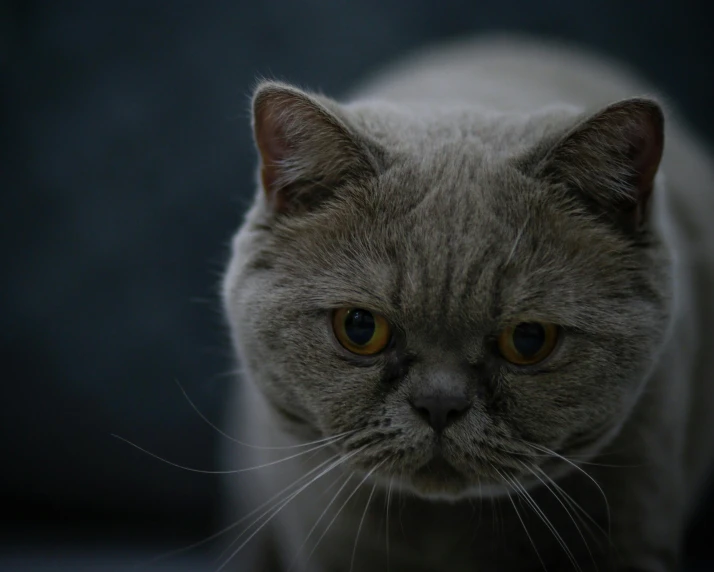 a cat looks at the camera with serious eyes