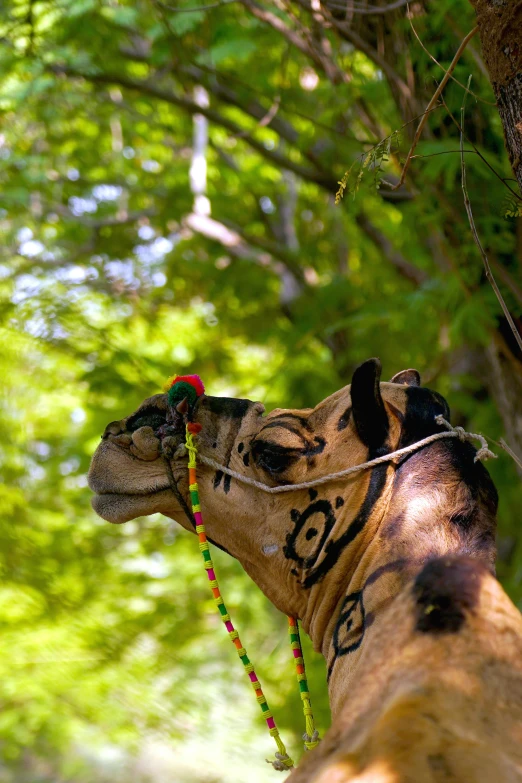 a picture of a decorated giraffe's face on a tree