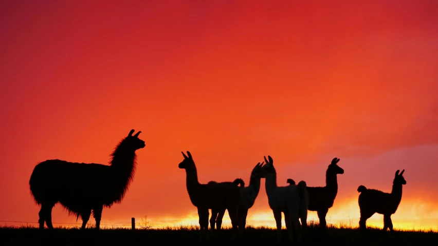 animals standing outside during sunset on a hill