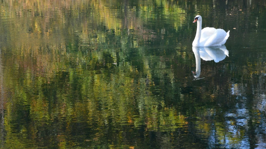 a single swan swims through some water