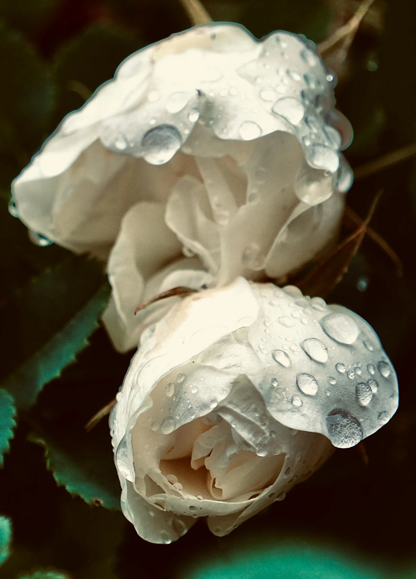 two white roses with dewdrops on them and one green background