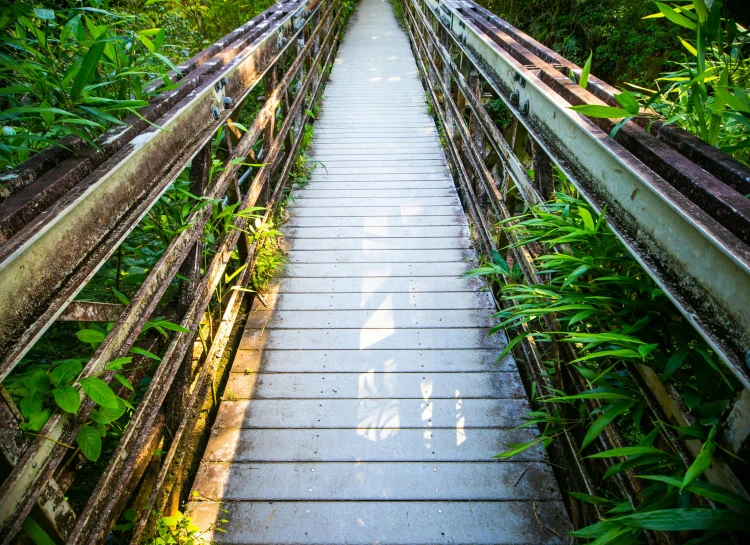 a very long wooden bridge over a lush green forest