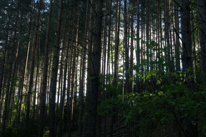 a wooded forest has a lot of trees with green foliage