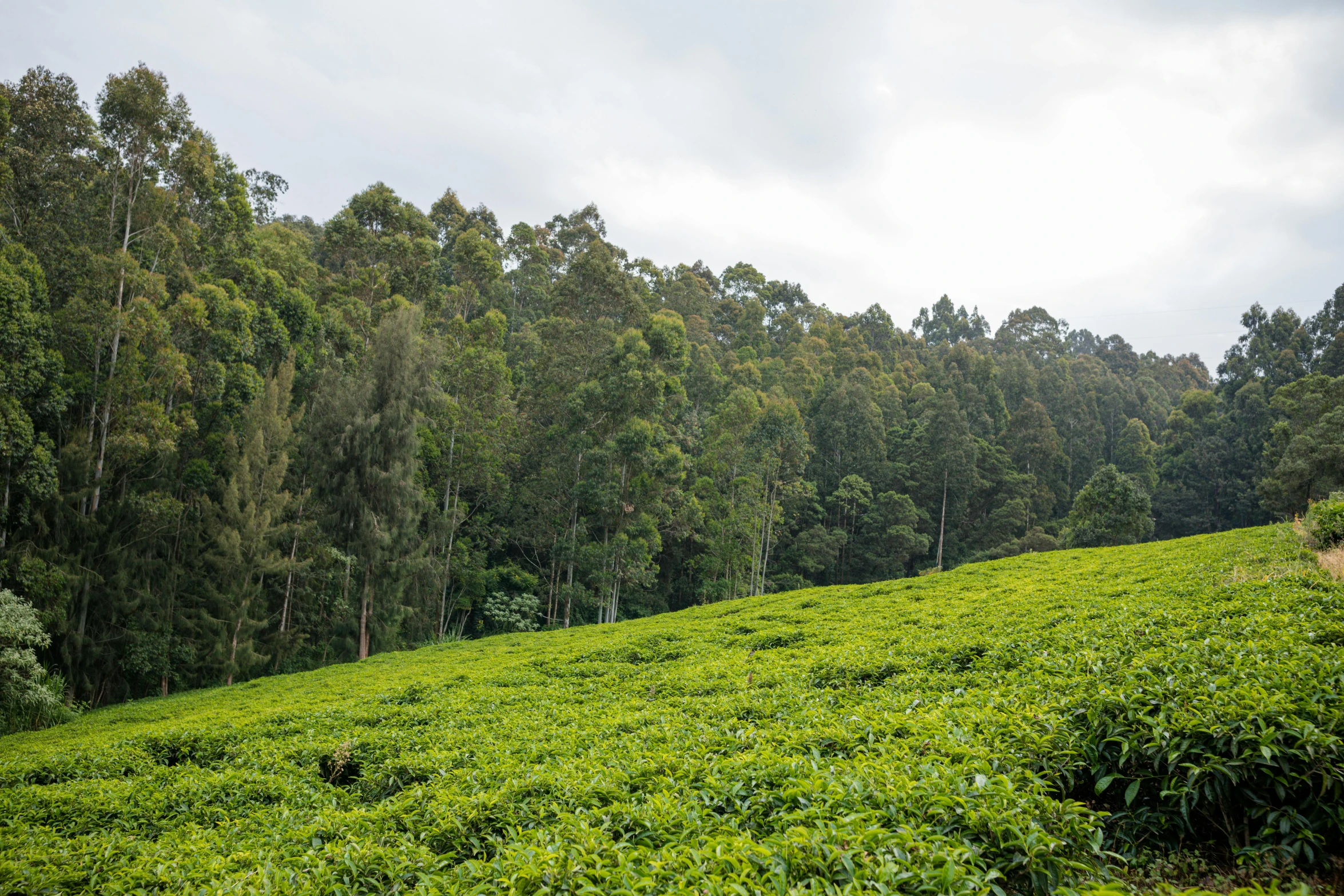 a green hillside with some trees on top