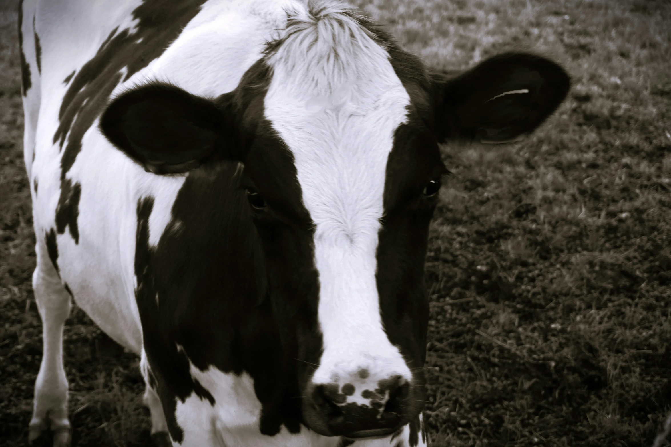 a large white and black cow standing in a field