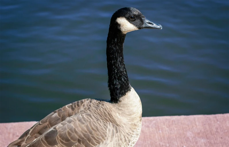 a bird standing near some water looking around