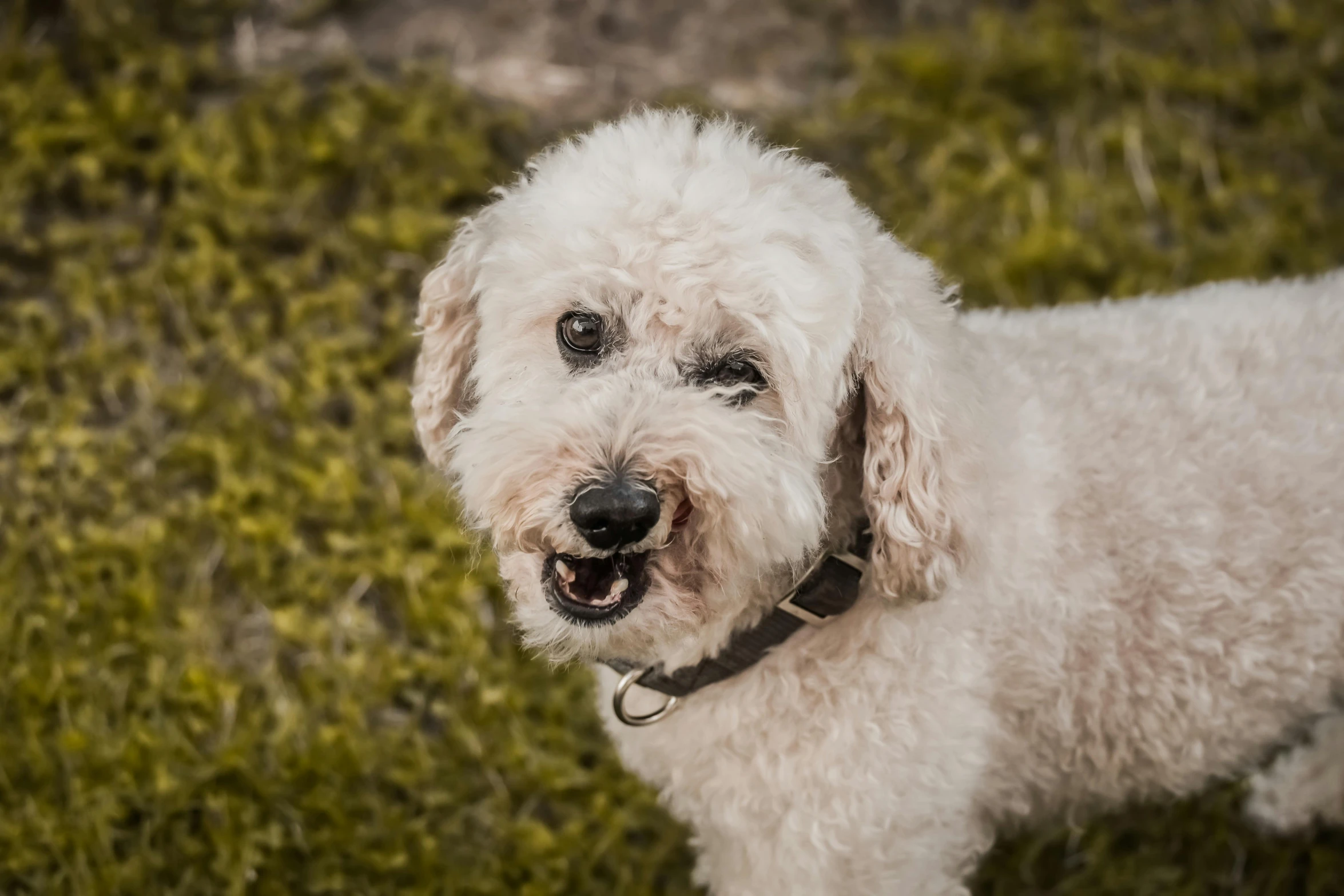 a white dog that is on a leash