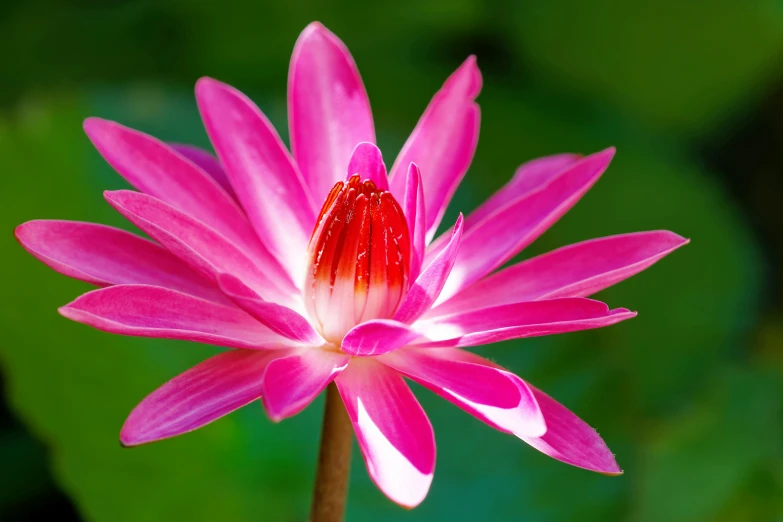 the center flower of a pink water lily