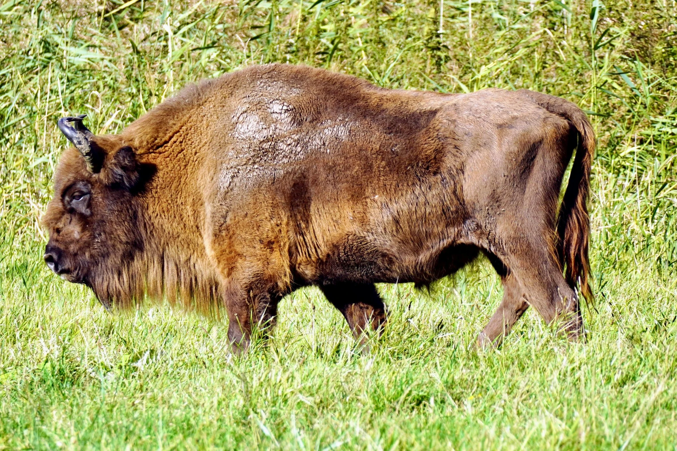 a buffalo standing in a grassy field