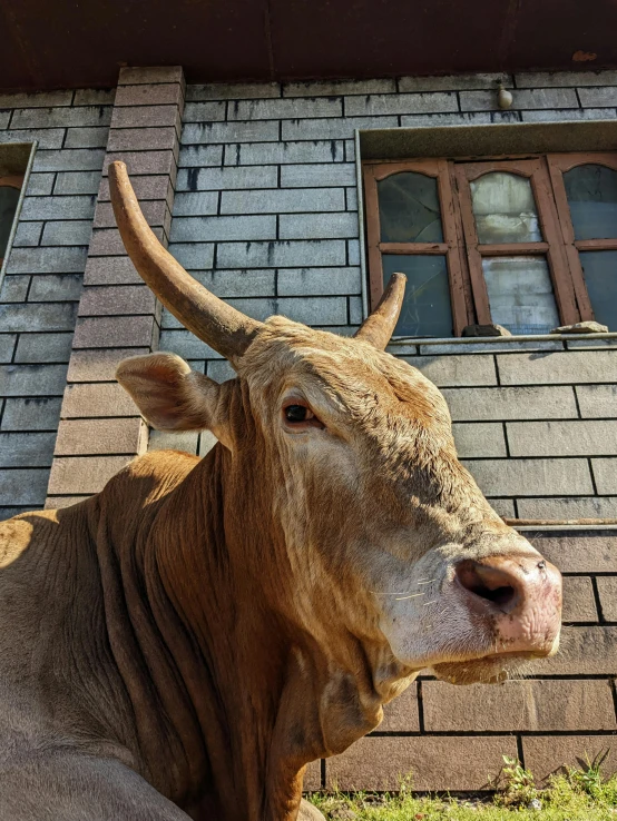 the cow is looking straight ahead while leaning on a brick wall
