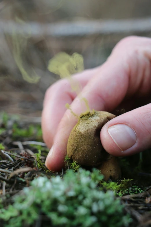 person holding up moss from grass with small brown and green object in the middle