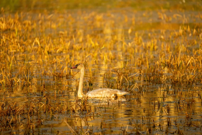 a goose in the middle of some reeds on a swamp