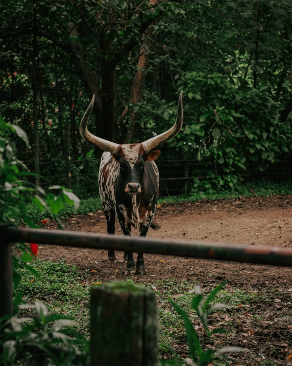 an ox standing in a forest behind a fence